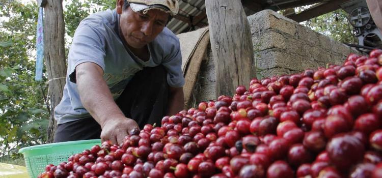 Rescatarán cultivo de café en la zona