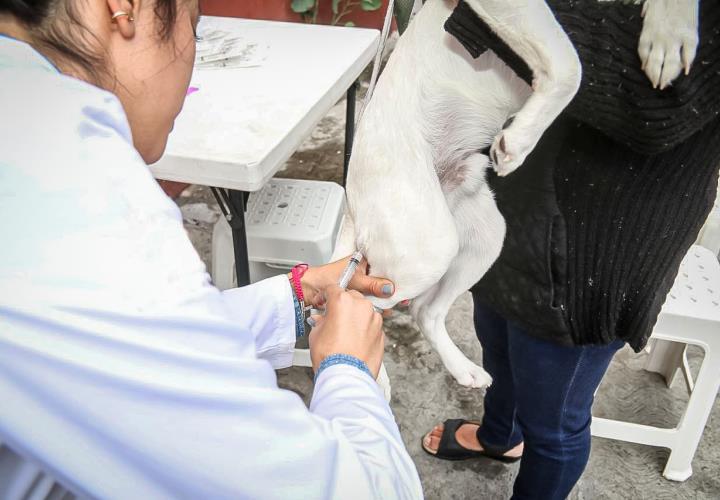 SSH atiende como urgencias los casos de mordeduras de animales susceptibles a padecer rabia