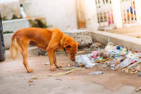 Aumentan animales en situación de calle 