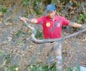 Capturaron una boa constrictor en Huizachahuatl 