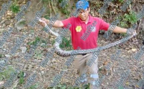 Capturaron una boa constrictor en Huizachahuatl 
