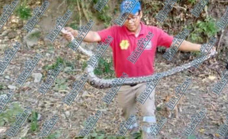 Capturaron una boa constrictor en Huizachahuatl 