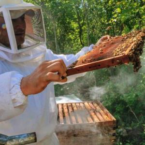 Productores de miel melipona quebrados 

