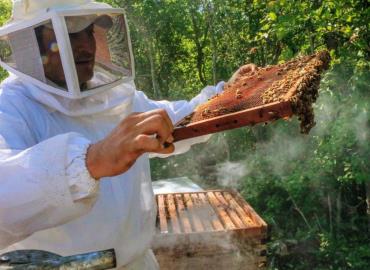 Productores de miel melipona quebrados 