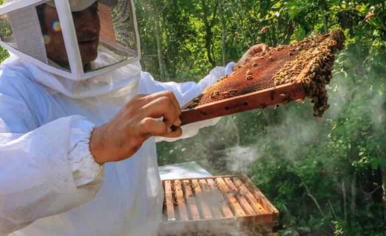 Productores de miel melipona quebrados 