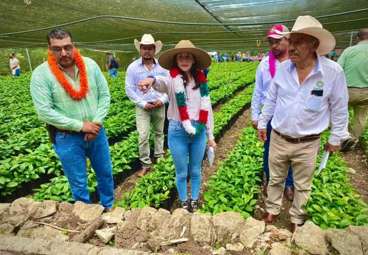 Producción del café despegó con apoyo estatal 