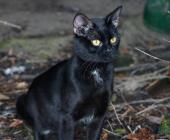 "Sacrifican" gatos negros en rituales