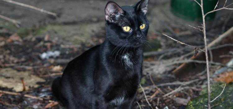 "Sacrifican" gatos negros en rituales