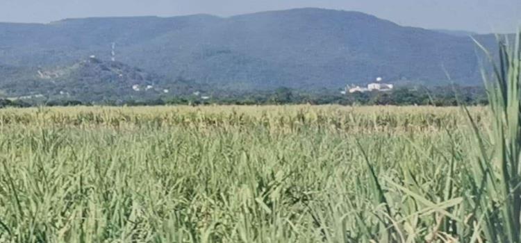 Lluvias son tardías para la agricultura