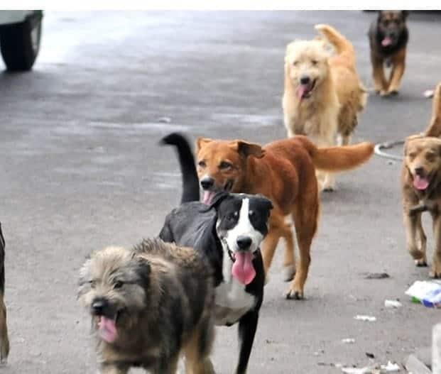 Mortandad de mascotas por parvovirus y moquillo