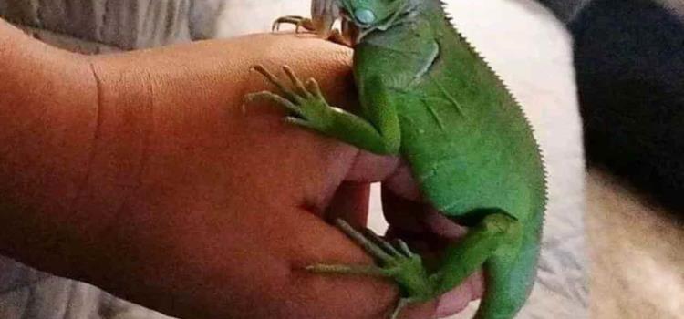 Vender iguanas se paga con la cárcel