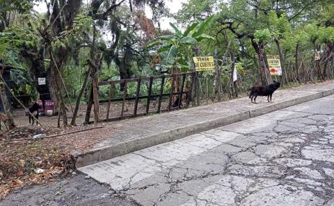 Atacan perros a deportistas en vía hacia Amajac
