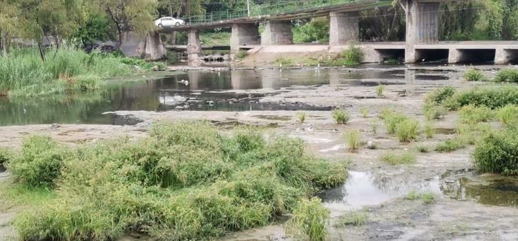 Más plantas que agua tiene el río