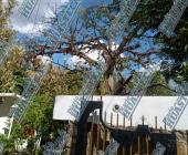 Agoniza árbol de más de 400 años en Huejutla
