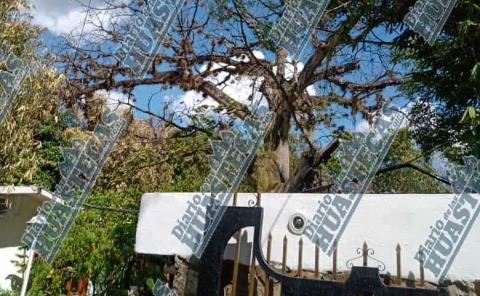 Agoniza árbol de más de 400 años en Huejutla
