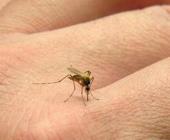 Alerta por 5 casos de dengue en Jaltocán