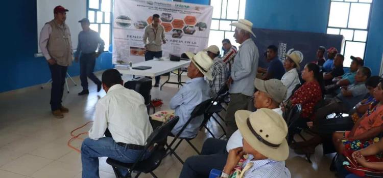 Capacitaron a apicultores en Xochiatipan