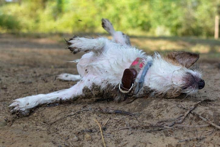 Animales muertos tiran en un camino