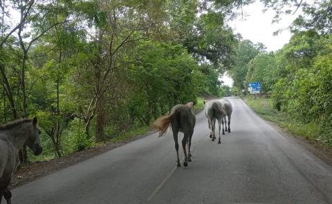 Equinos un peligro en carretera
