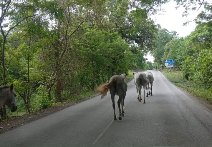 Equinos un peligro en carretera