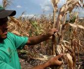 “Crisis” por falta de semillas de granos