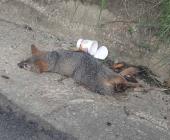 Muere fauna en rúa a El Naranjo