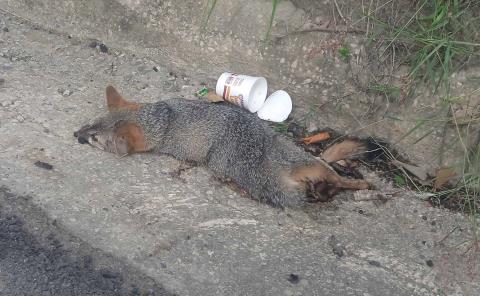 Muere fauna en rúa a El Naranjo
