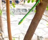‘Culebra ranera’ una especie amenazada