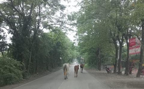 Causan equinos peligro en carretera