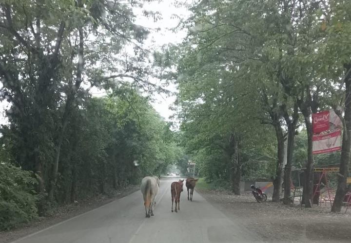 Causan equinos peligro en carretera