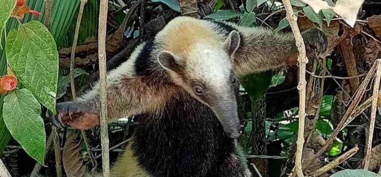 Disminuye población de osos hormigueros