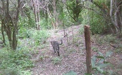 Detectan jaguares cerca de la ciudad