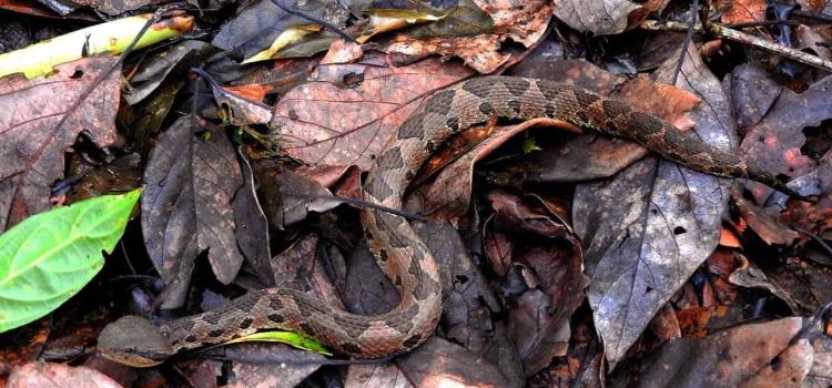 Detectan en la zona serpiente ´saltadora´