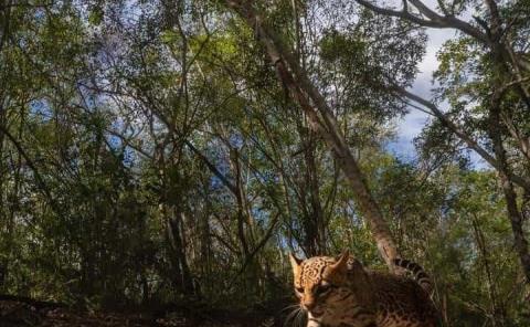 Llaman a conservar  la biodiversidad