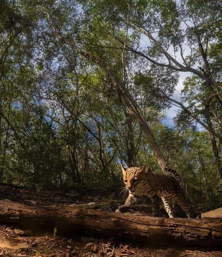 Llaman a conservar  la biodiversidad