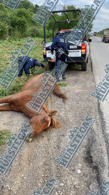 Unidad pesada mat0 a un caballo