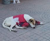 Plaquearán a las mascotas