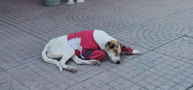 Plaquearán a las mascotas