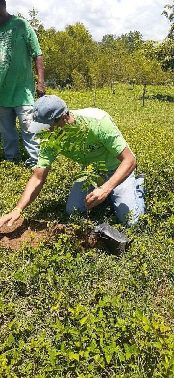 Llaman a habitantes a reforestar espacios