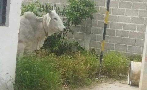 Toro suelto causó pánico