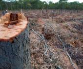 Deforestación y tala  ilegal afecta la ZM