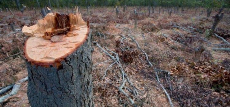 Deforestación y tala  ilegal afecta la ZM