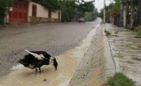 ´Pato Real´ está en riesgo de extinción