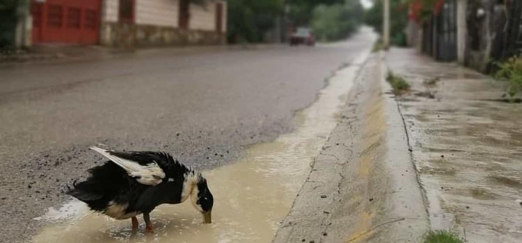 ´Pato Real´ está en riesgo de extinción