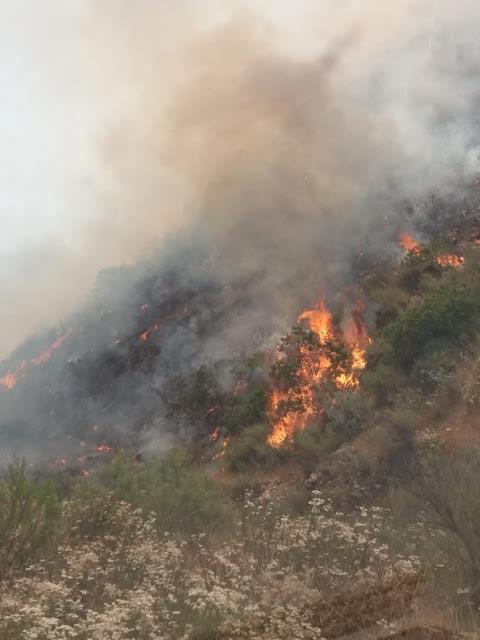 Bomberos sofocaron  Incendio de maleza