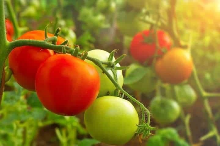 SLP se consolida en la producción de tomate