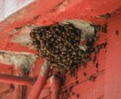 Sin incidencias por ataque de abejas 