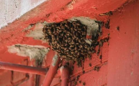 
Sin incidencias por ataque de abejas 
