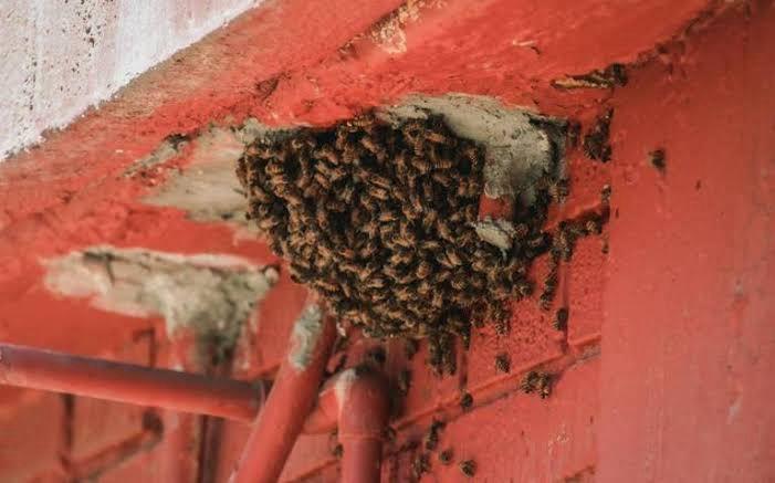 Sin incidencias por ataque de abejas 