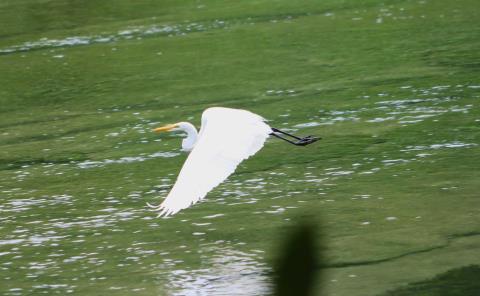 Son un espectáculo las "garzas blancas"